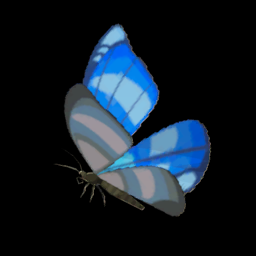 Winterwing Butterfly